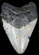 Bargain Megalodon Tooth - North Carolina #22962-1